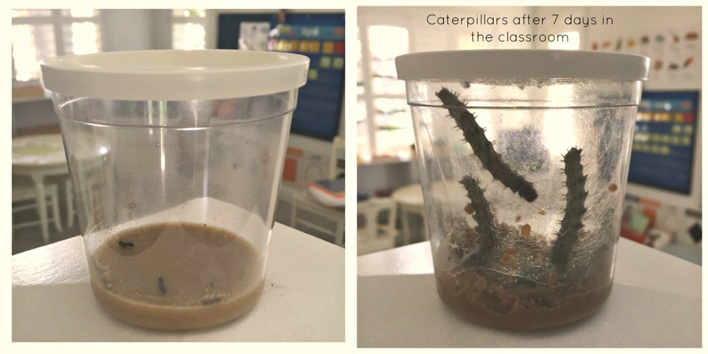 Caterpillars After 7 days - Preschool