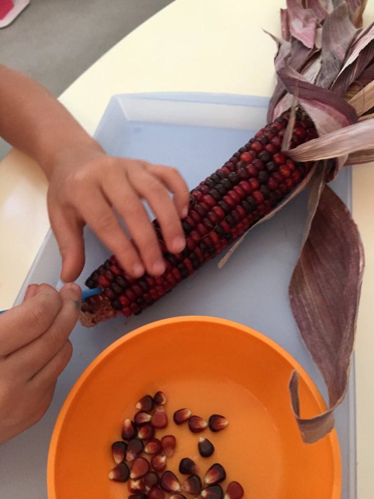 Fall Practical Life Activities in the Preschool Classroom - Indian Corn