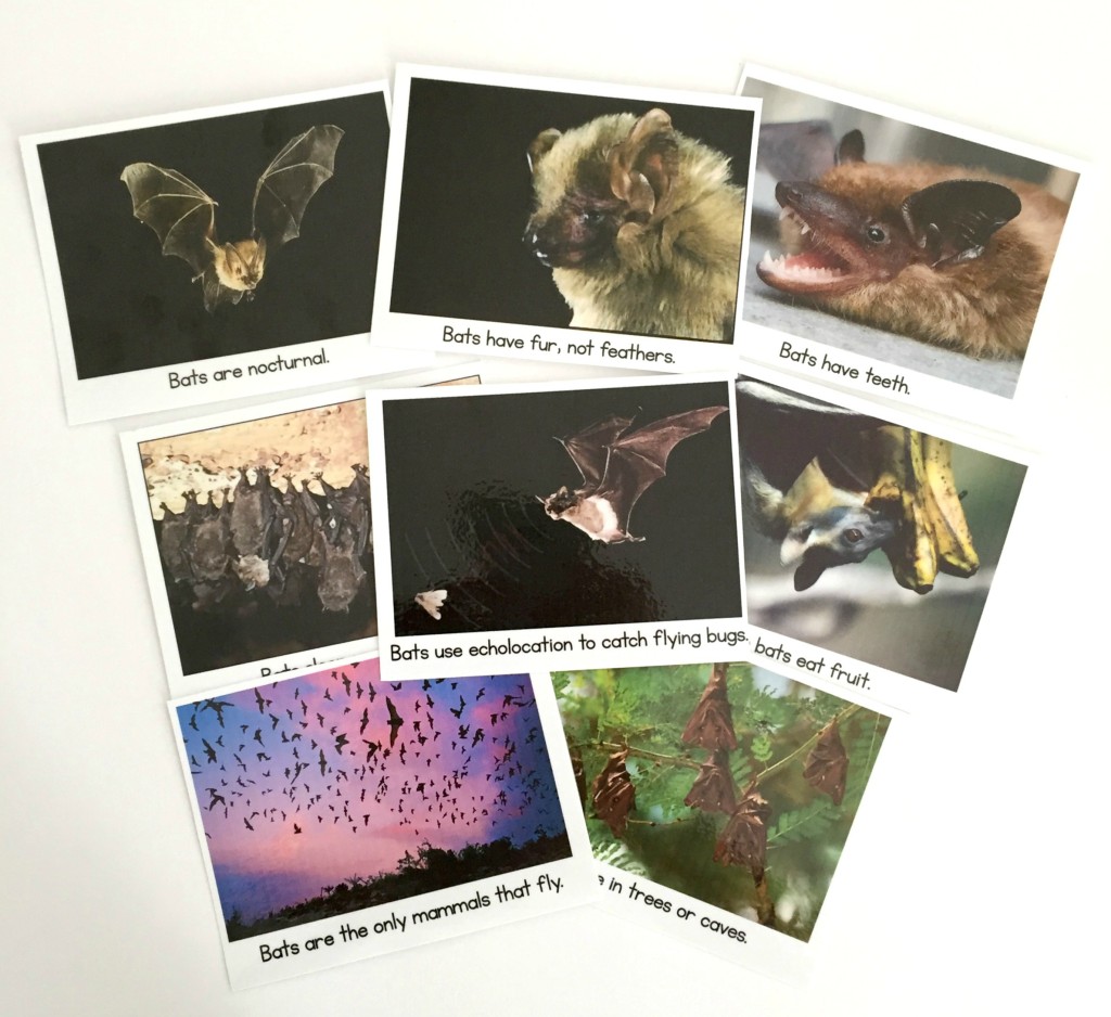 Bat facts and pictures for the preschool classroom.  