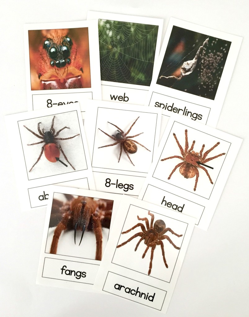 Spider vocabulary cards - parts of a spider 