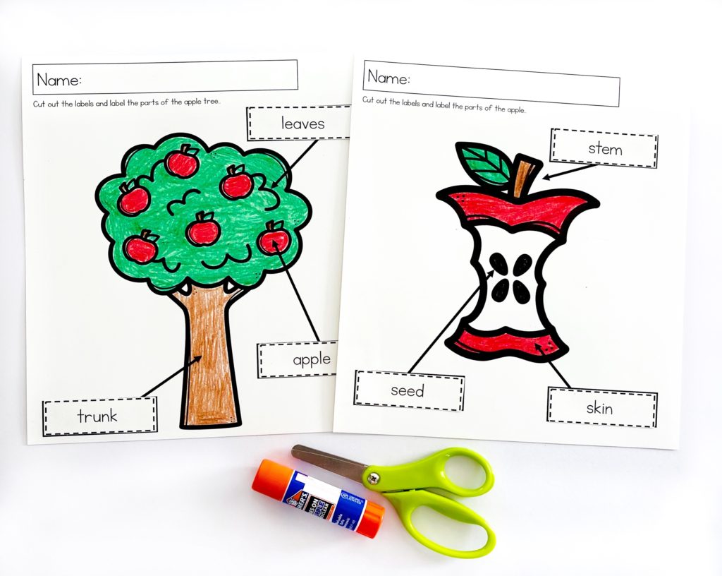 Apple tree and apple core labeling activity 