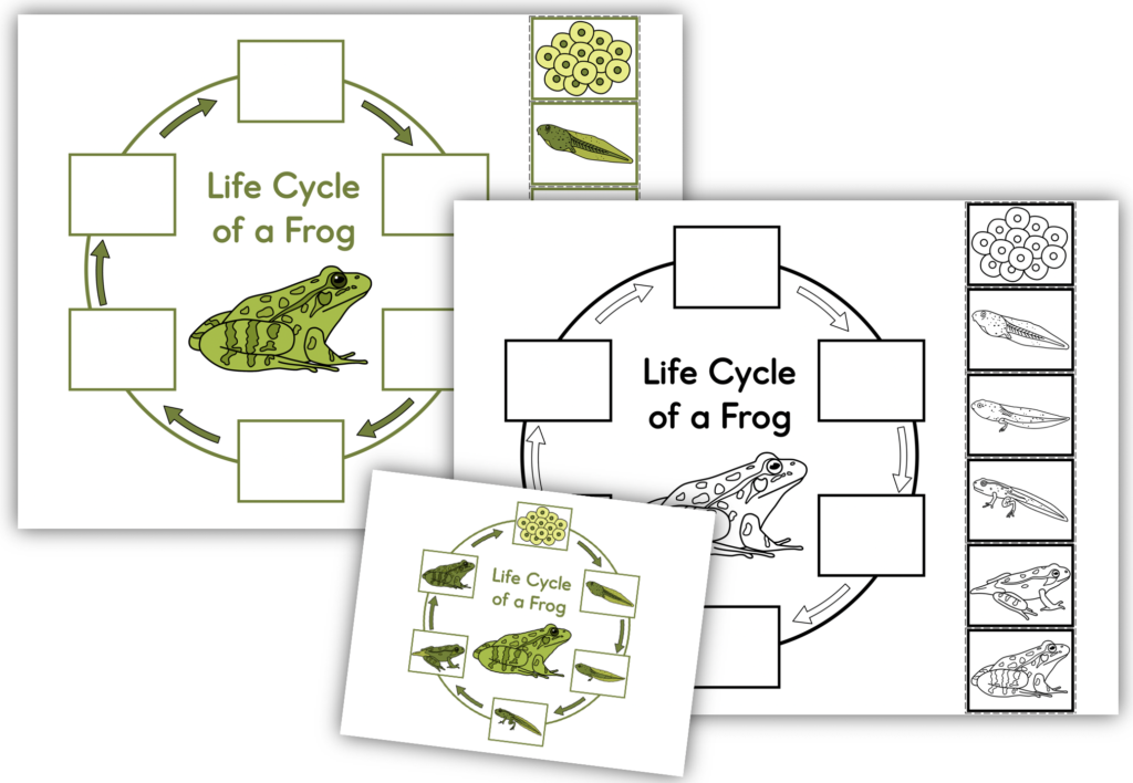 Frog Life Cycle Printables Cut and Paste