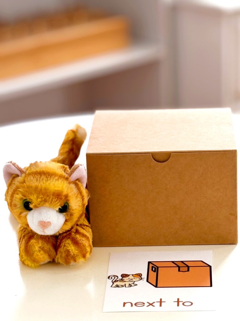 The Cat and the Box Positional Word Activity