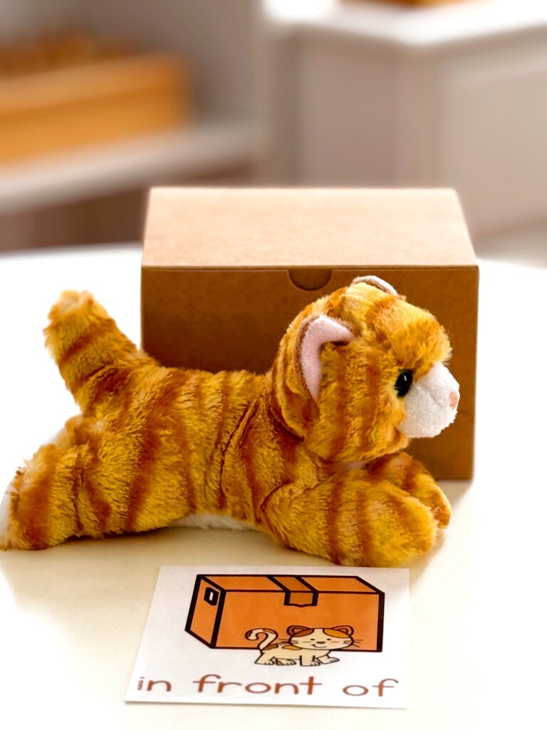 The Cat and the Box Preposition Activity